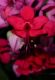 image of Clerodendrum thomsoniae