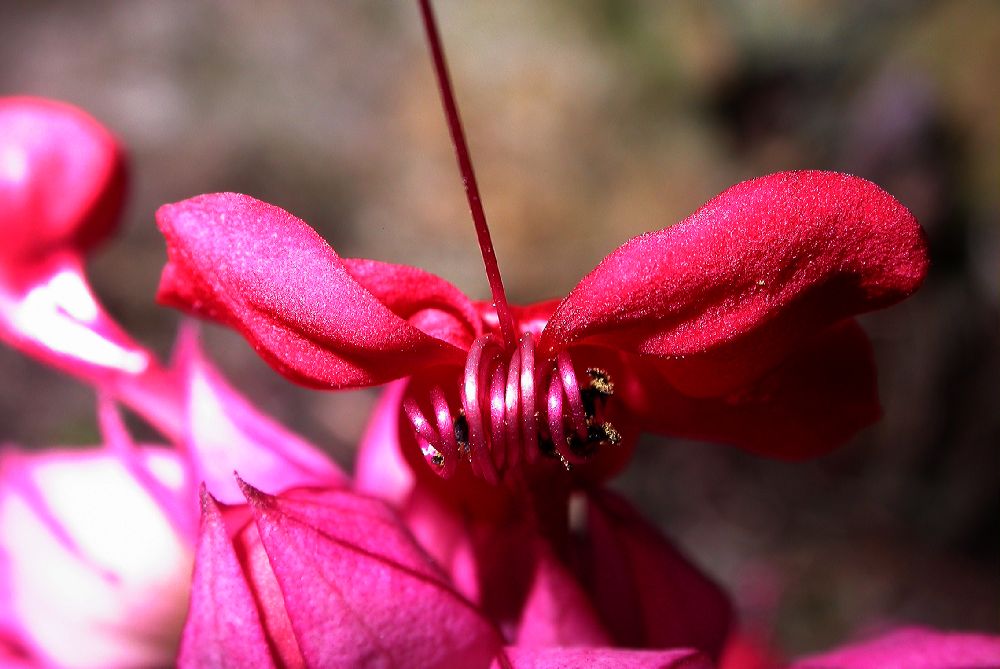 Lamiaceae Clerodendrum thomsoniae