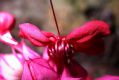 image of Clerodendrum thomsoniae