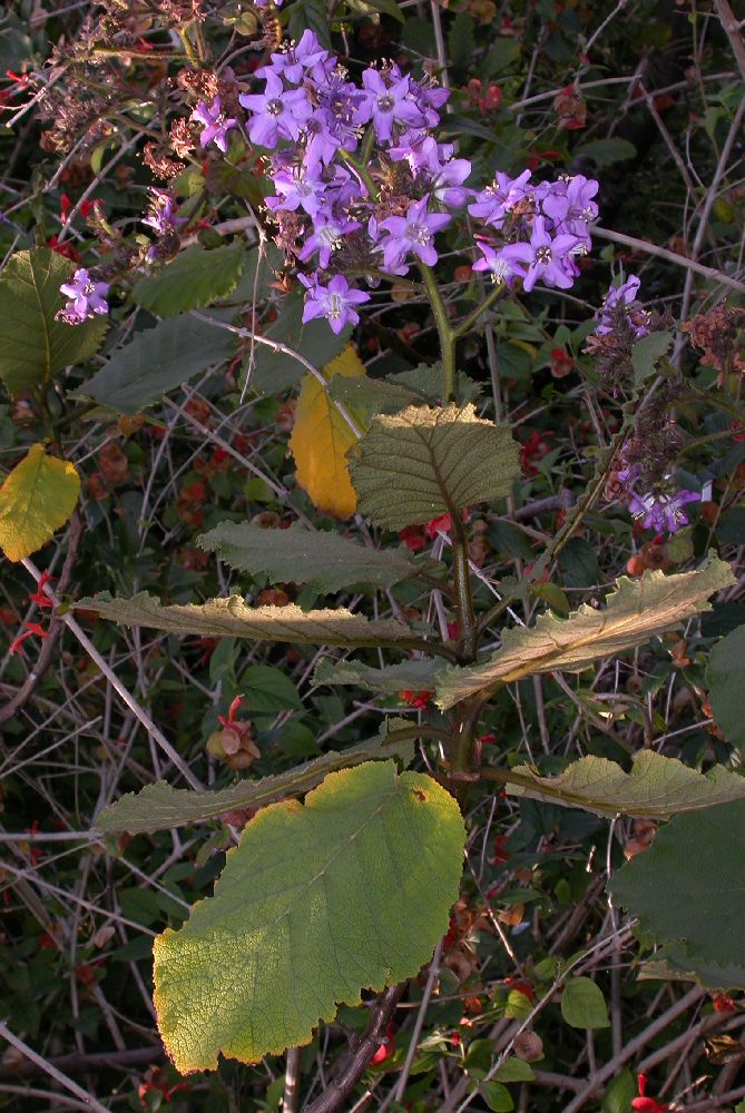 Hydrophyllaceae Wigandia urens