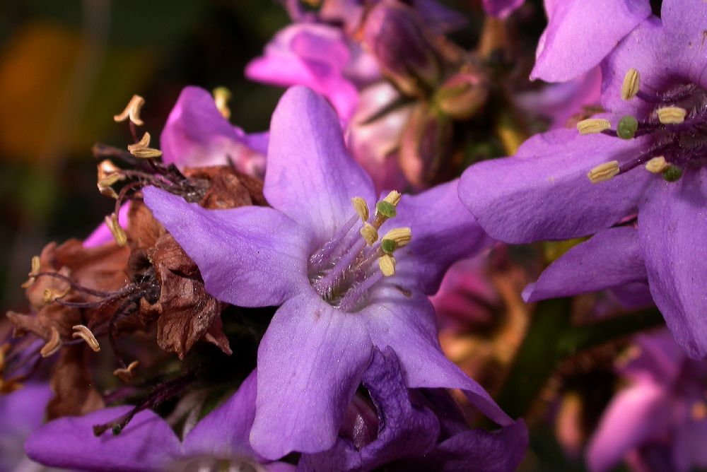 Hydrophyllaceae Wigandia urens