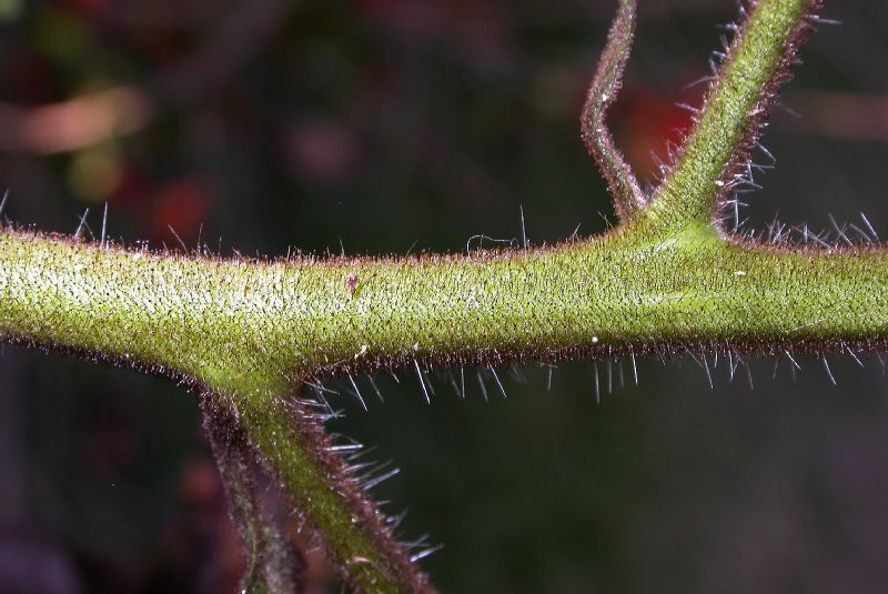 Hydrophyllaceae Wigandia urens
