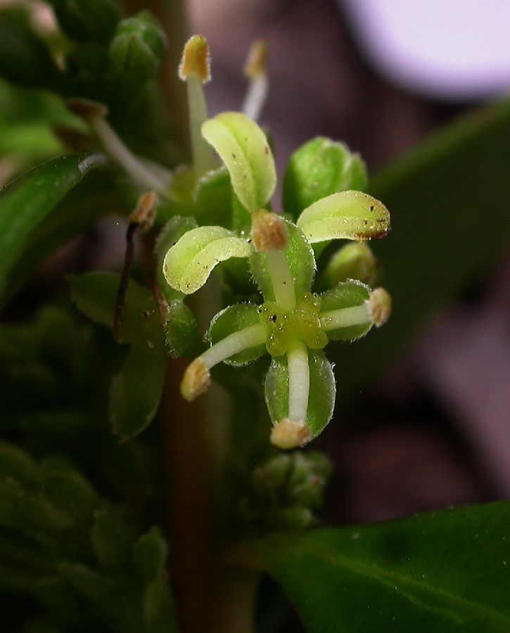 Buxaceae Buxus vahlii