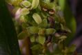 image of Buxus vahlii