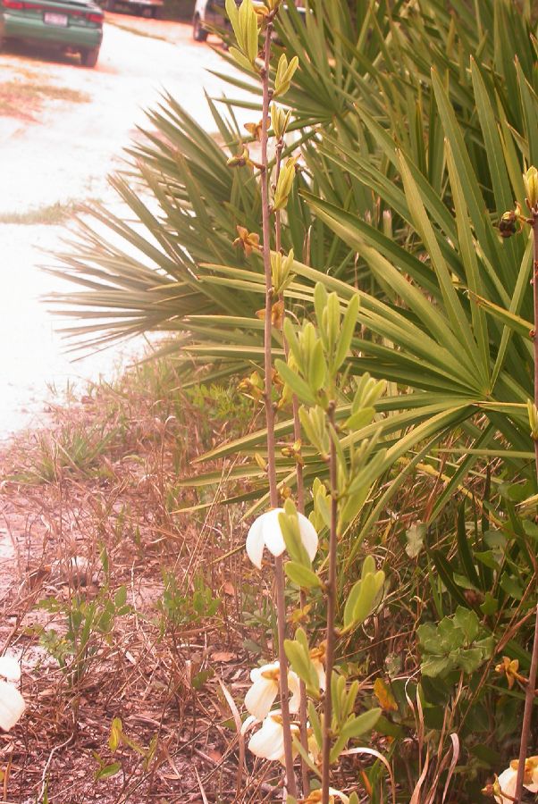 Annonaceae Asimina obovata