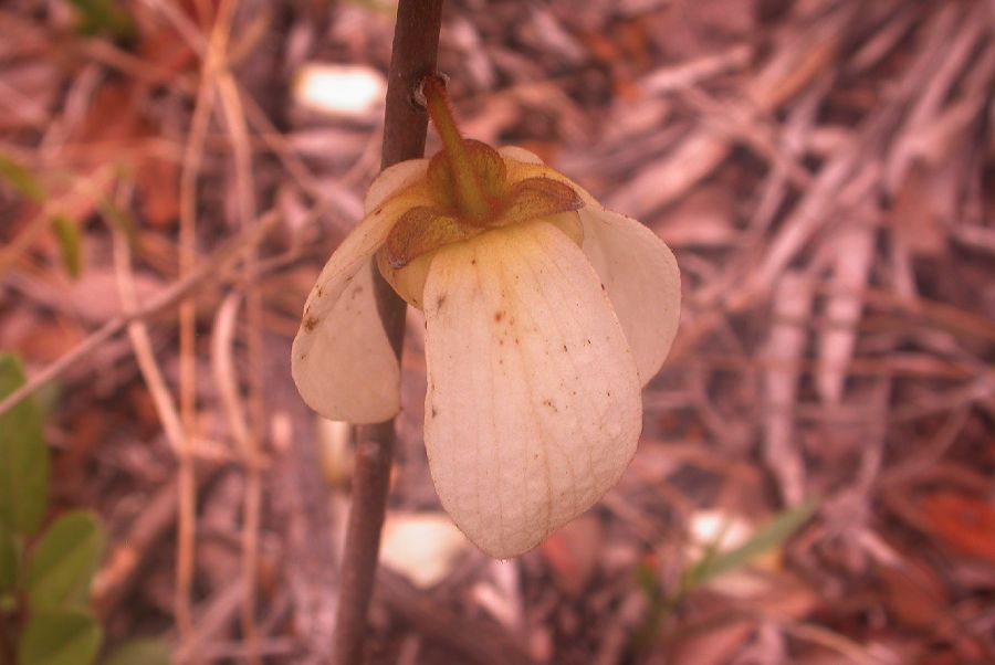 Annonaceae Asimina obovata