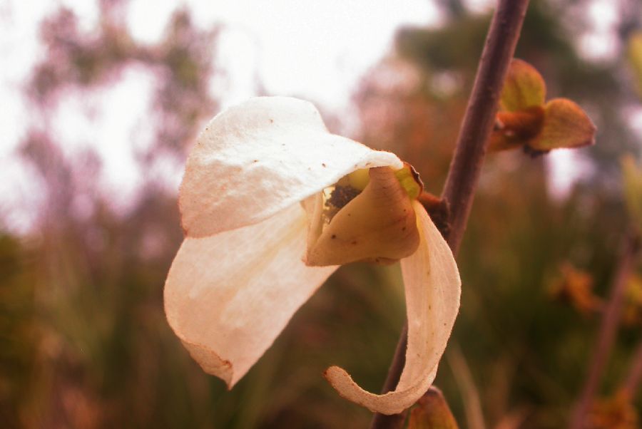 Annonaceae Asimina obovata