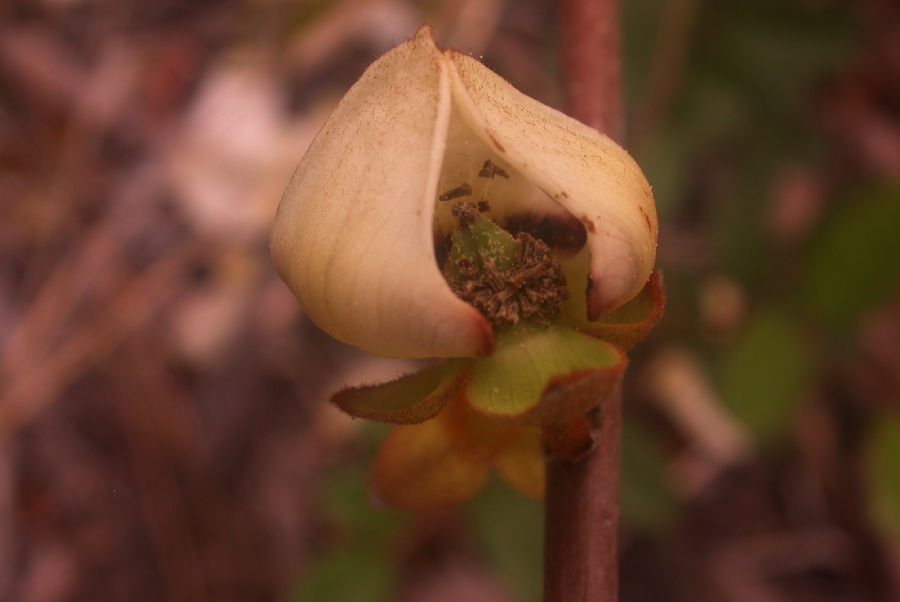 Annonaceae Asimina obovata