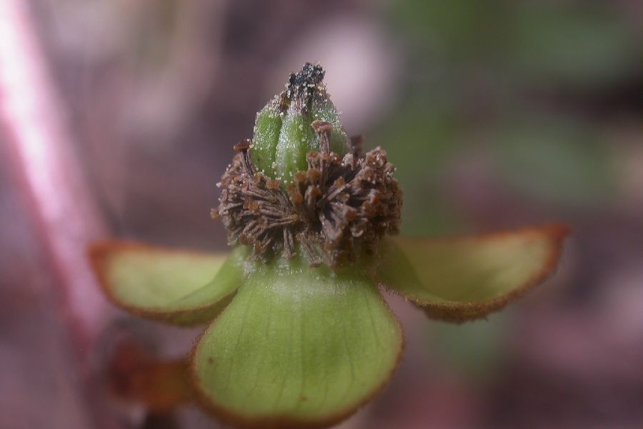 Annonaceae Asimina obovata