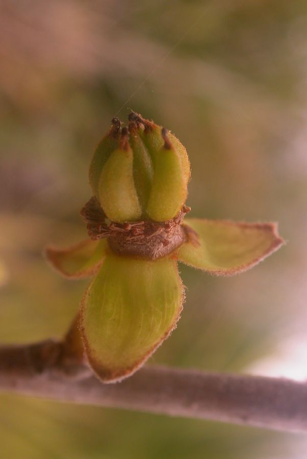 Annonaceae Asimina obovata