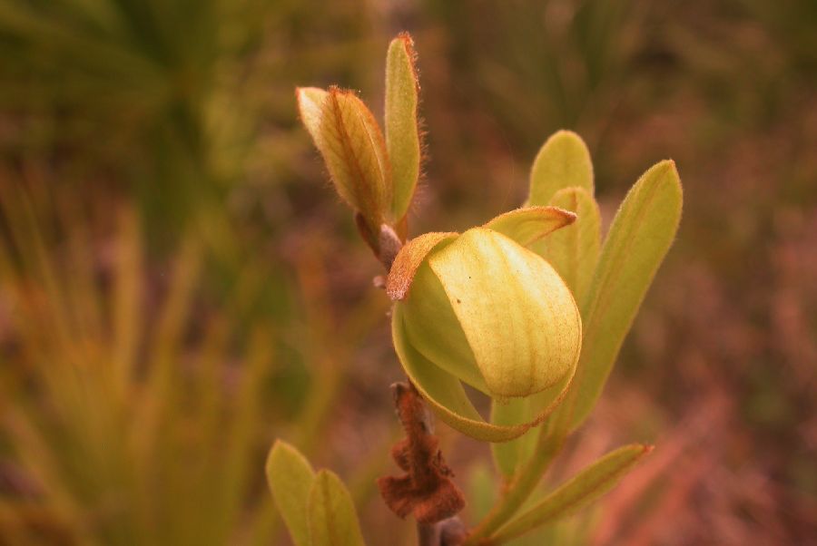 Annonaceae Asimina obovata
