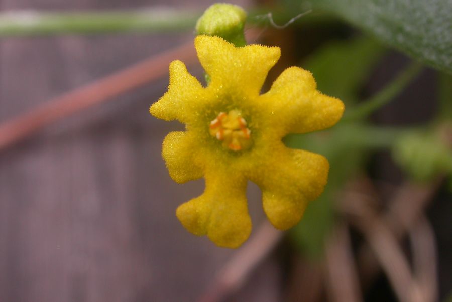 Cucurbitaceae Melothria pendula