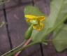 image of Melothria pendula