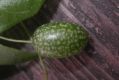 image of Melothria pendula