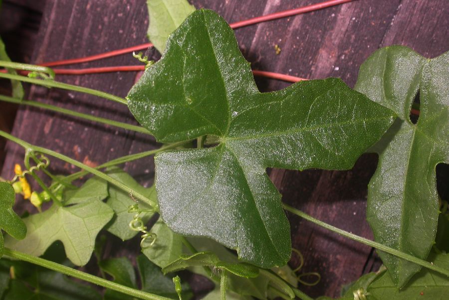 Cucurbitaceae Melothria pendula