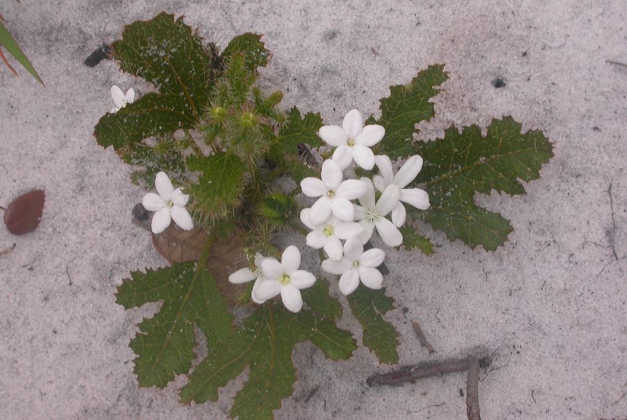 Euphorbiaceae Cnidoscolus stimulosus