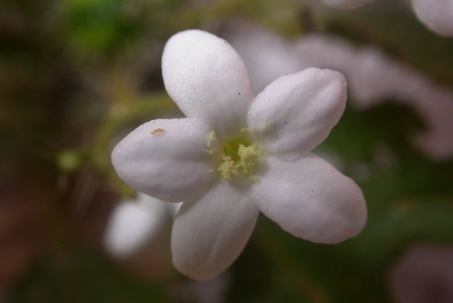 Euphorbiaceae Cnidoscolus stimulosus