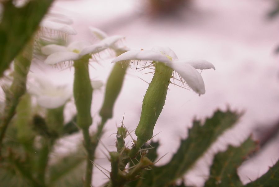 Euphorbiaceae Cnidoscolus stimulosus