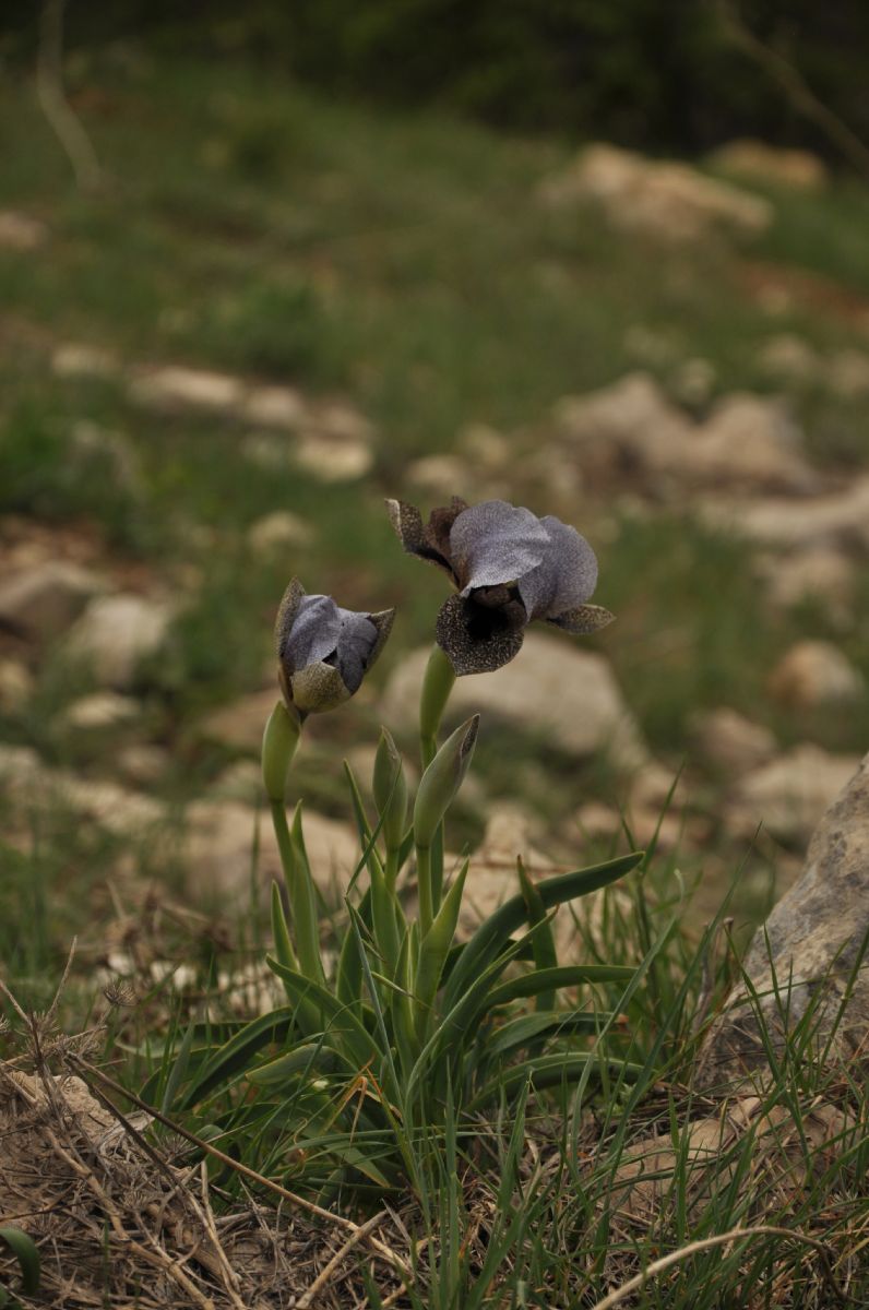 Iridaceae Iris westii