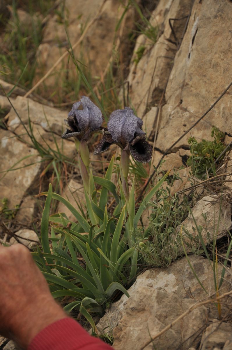 Iridaceae Iris westii