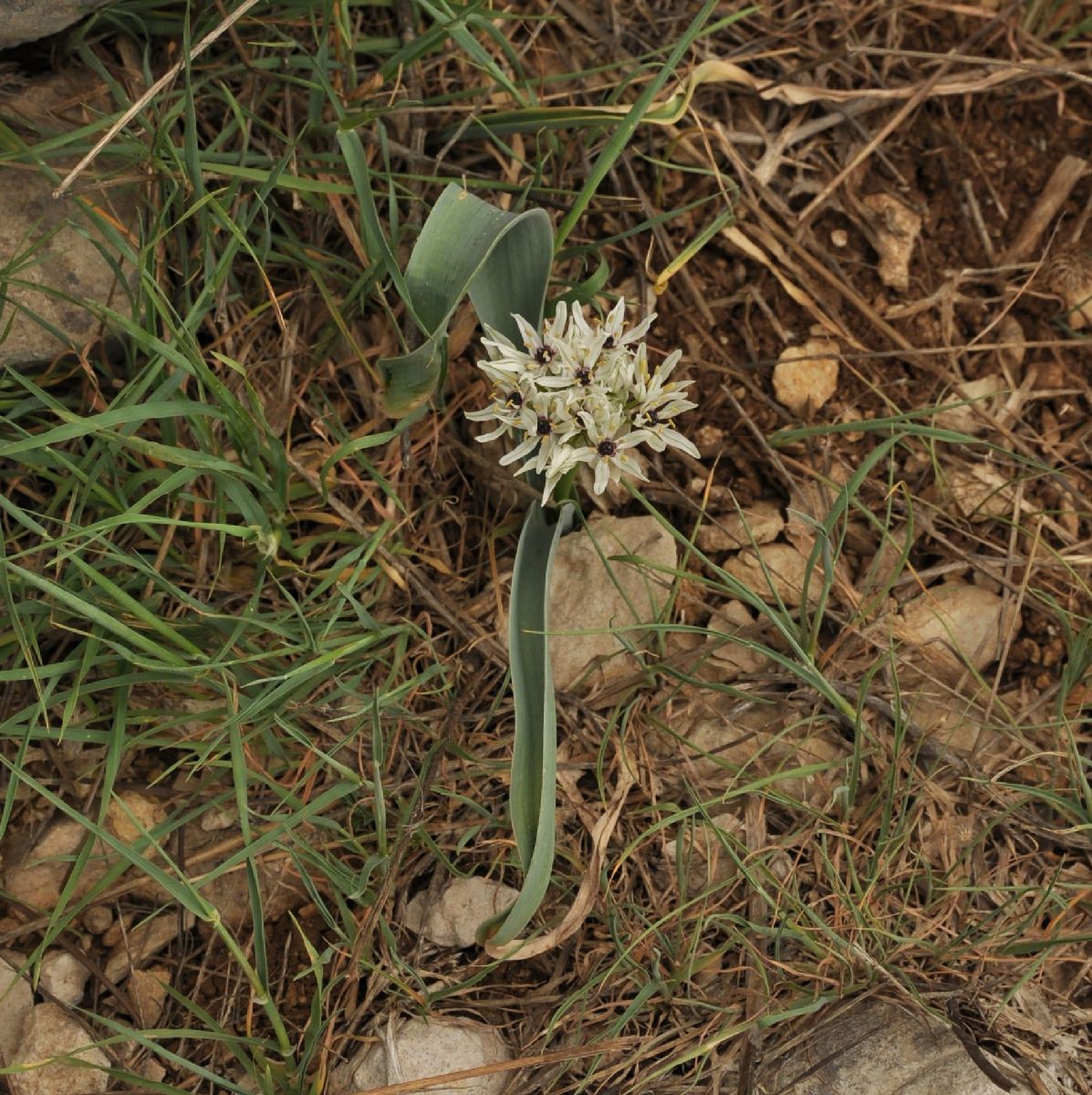 Amaryllidaceae Allium asclepiadeum