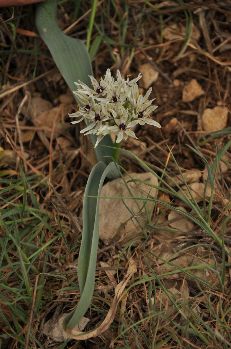 Amaryllidaceae Allium asclepiadeum