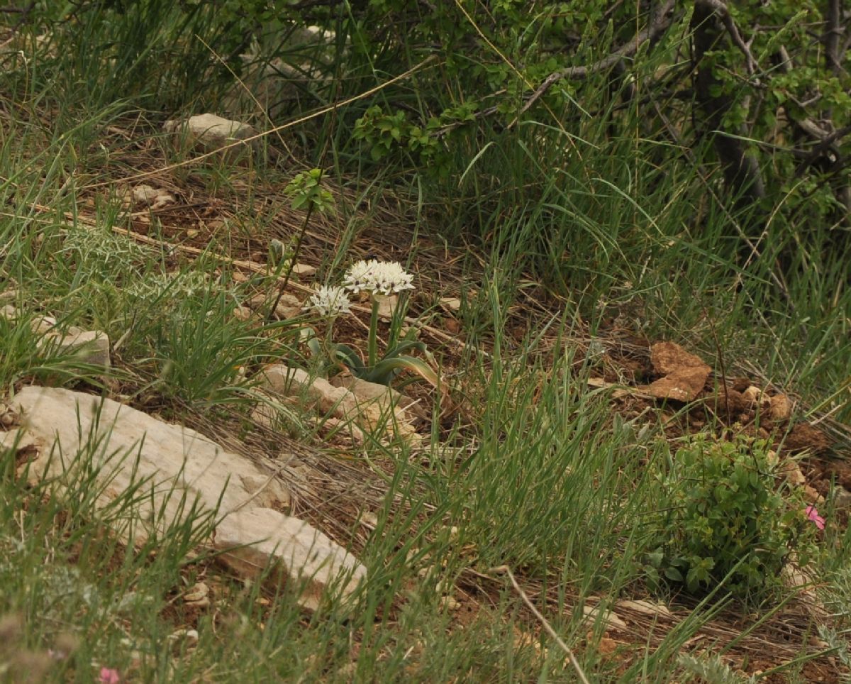 Amaryllidaceae Allium asclepiadeum