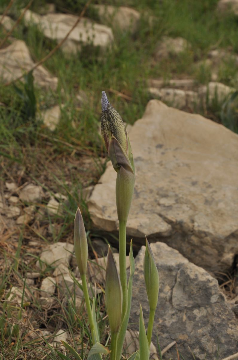 Iridaceae Iris westii