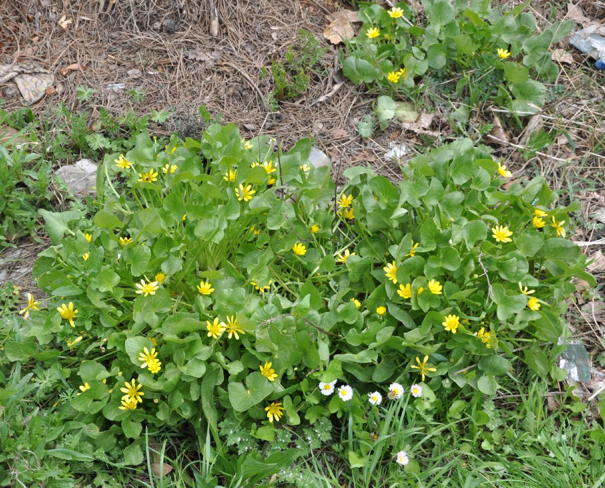 Ranunculaceae Ficaria ficarioides