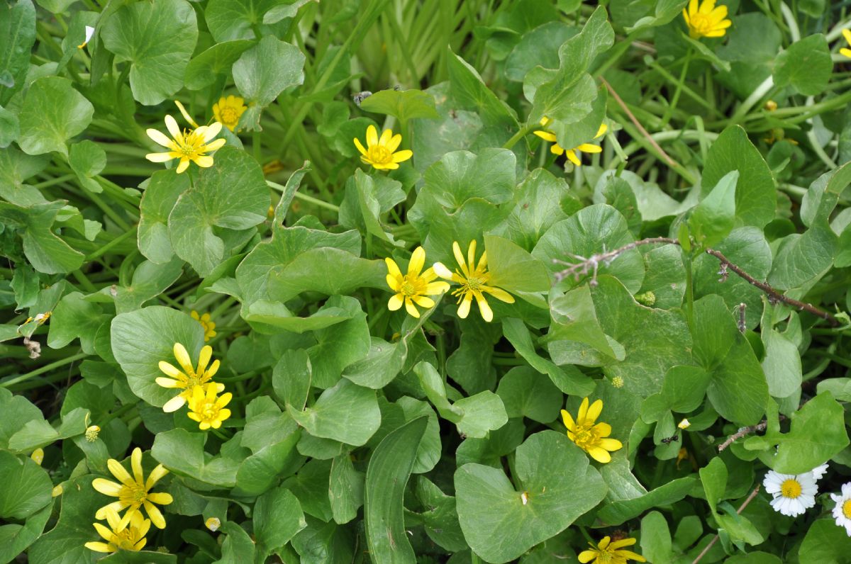 Ranunculaceae Ficaria ficarioides