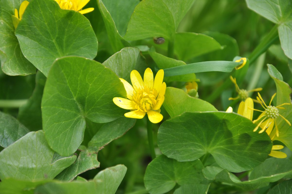 Ranunculaceae Ficaria ficarioides