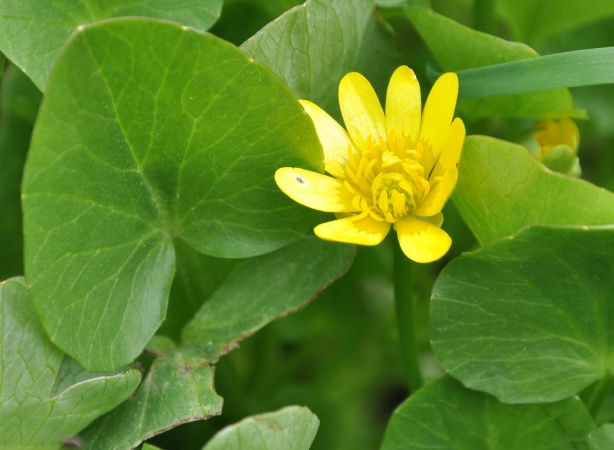 Ranunculaceae Ficaria ficarioides