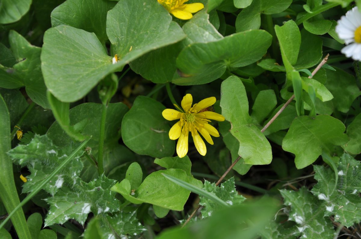 Ranunculaceae Ficaria ficarioides