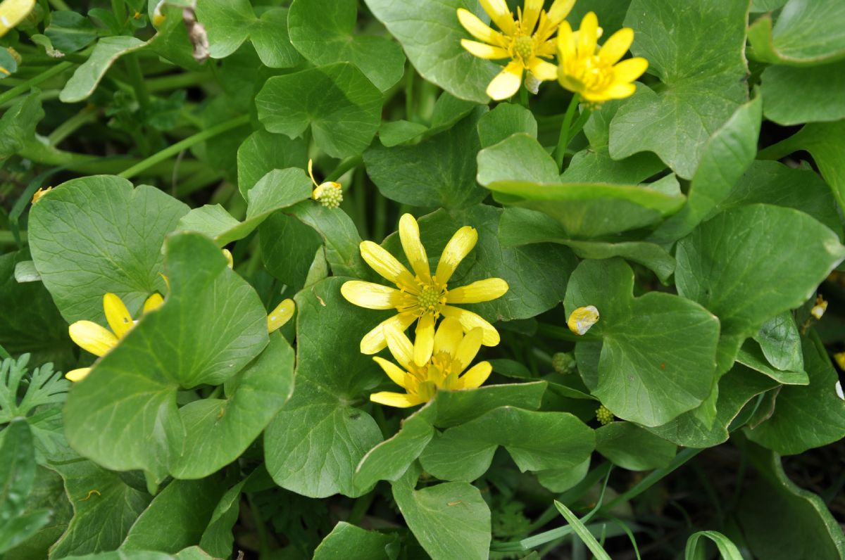 Ranunculaceae Ficaria ficarioides