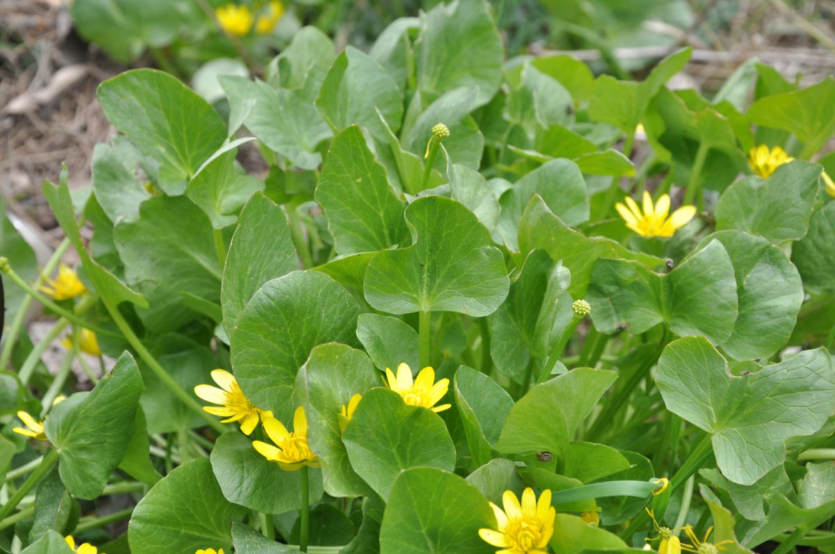 Ranunculaceae Ficaria ficarioides