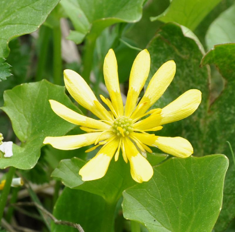Ranunculaceae Ficaria ficarioides