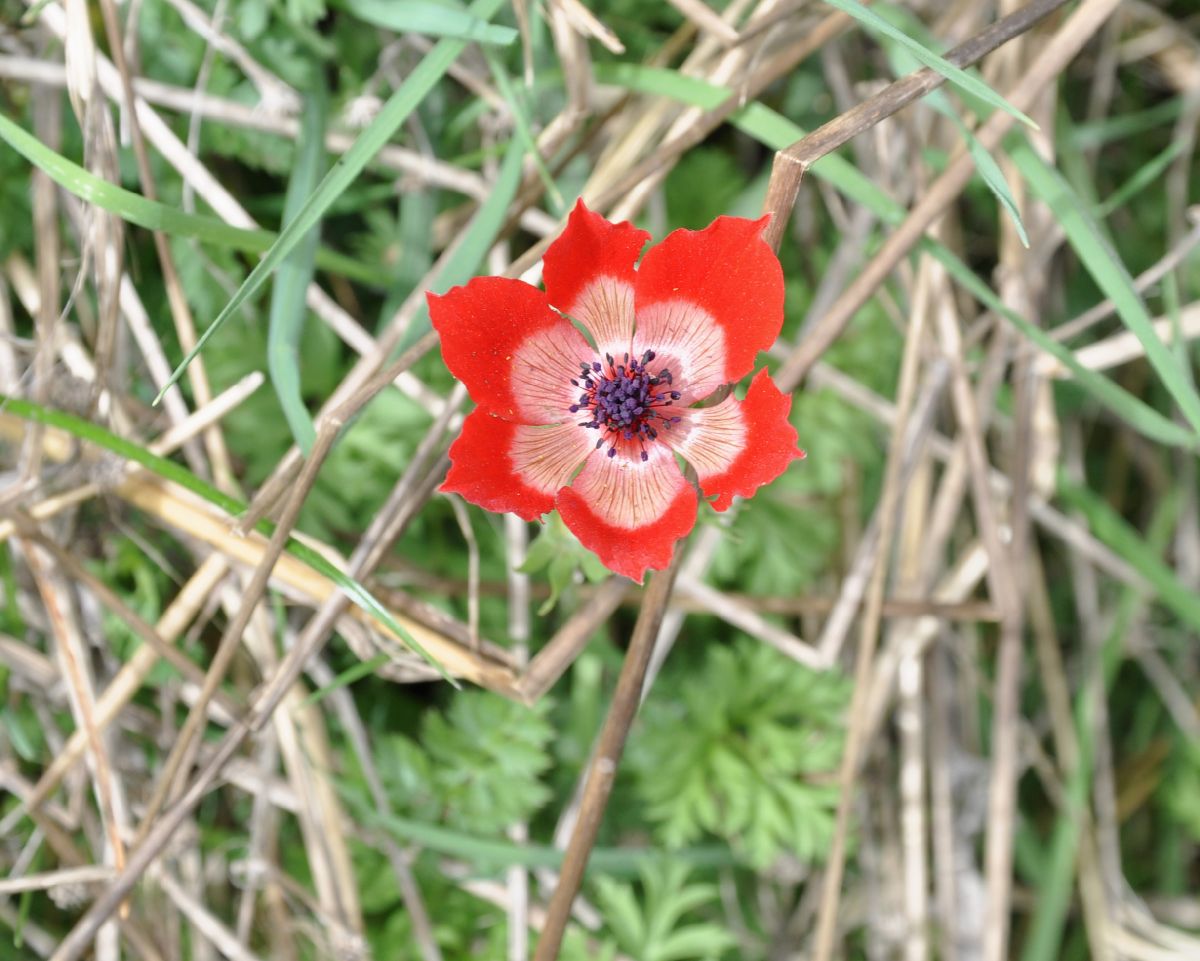 Ranunculaceae Anemone coronaria