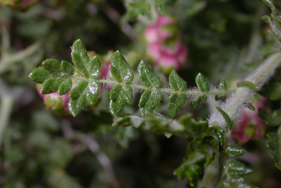 Rosaceae Sarcopoterium spinosum