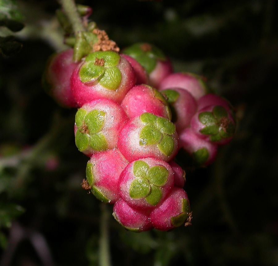 Rosaceae Sarcopoterium spinosum