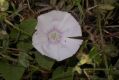 image of Convolvulus betonicifolius