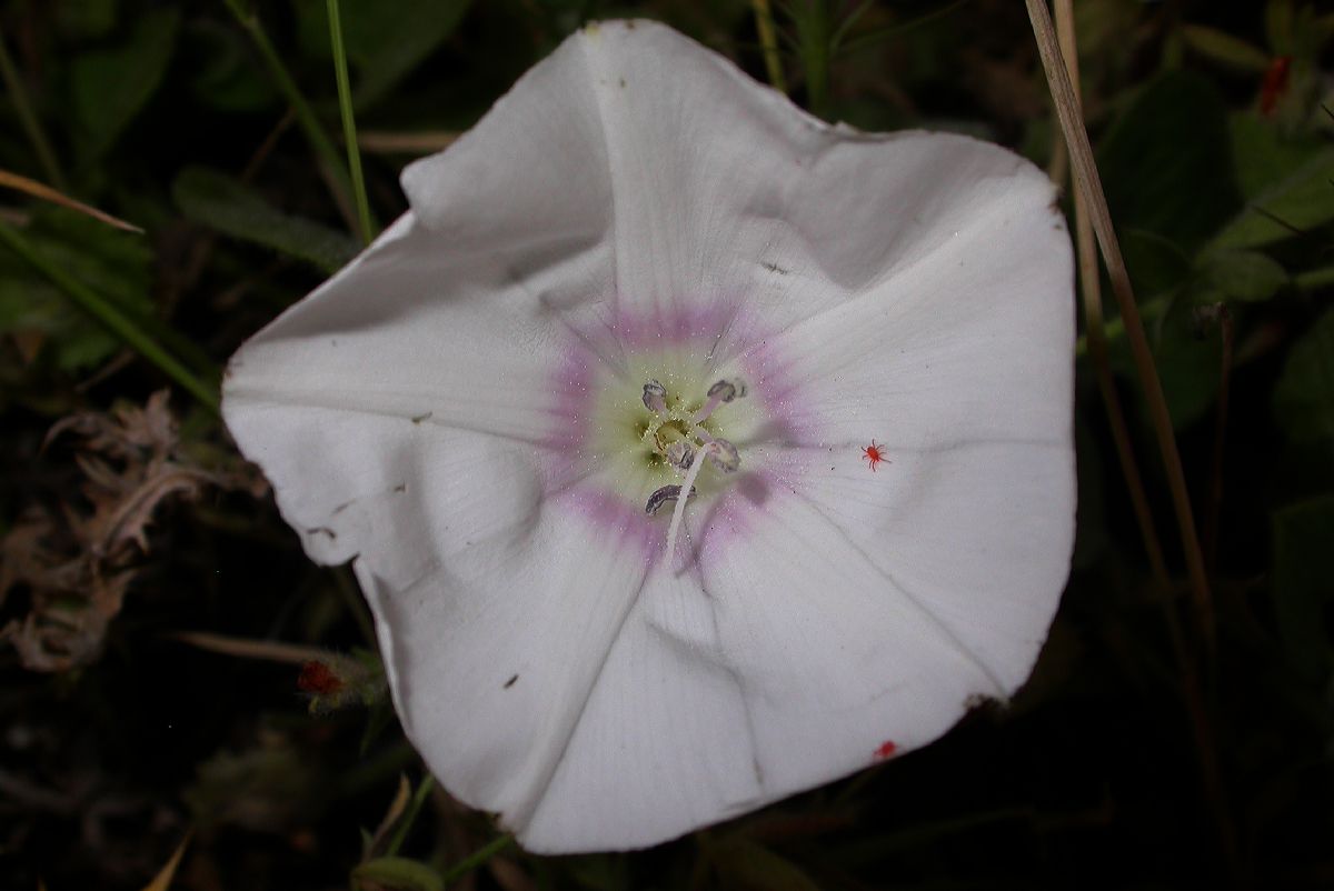 Convolvulaceae Convolvulus betonicifolius