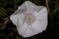 image of Convolvulus betonicifolius