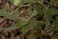 image of Convolvulus betonicifolius