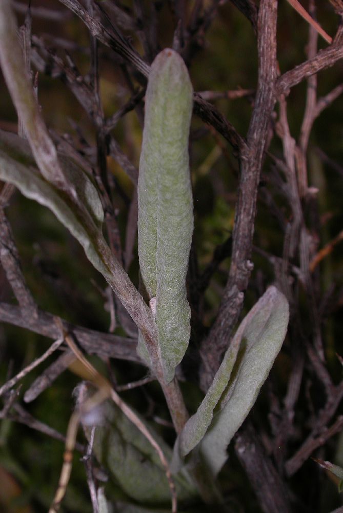 Asteraceae Helichrysum sanguineum