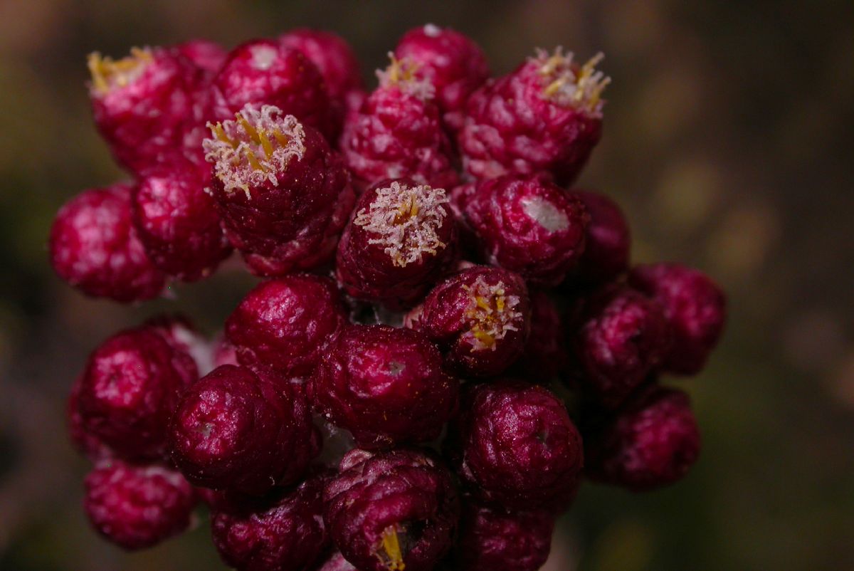 Asteraceae Helichrysum sanguineum
