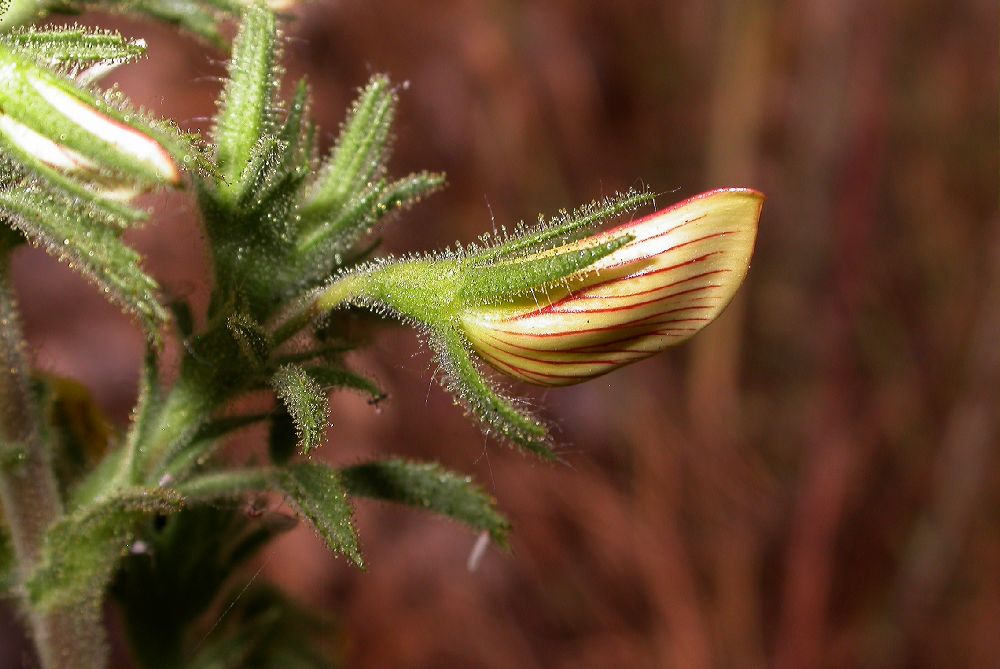 Fabaceae Ononis natrix