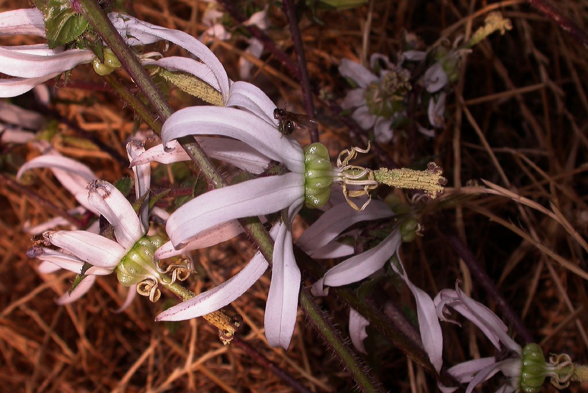 Campanulaceae Michauxia campanuloides