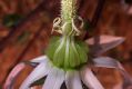 image of Michauxia campanuloides
