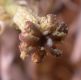 image of Michauxia campanuloides