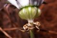 image of Michauxia campanuloides